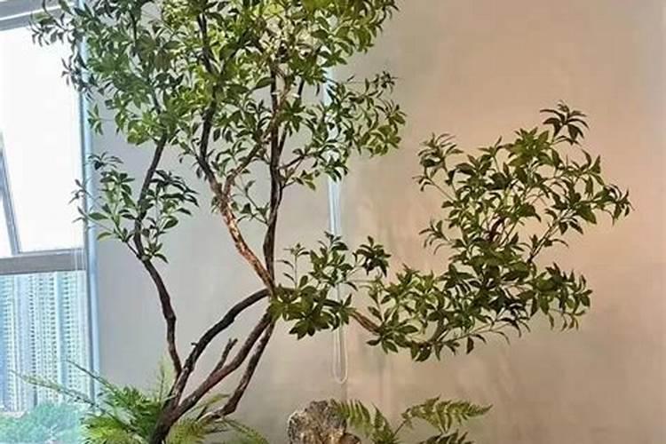 磷肥和钾肥作用