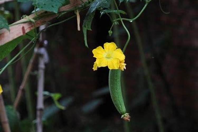 芸豆施什么肥长得最好 芸豆怎么施肥