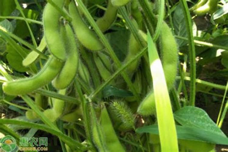 毛豆开花期施叶面肥用什么肥最好？