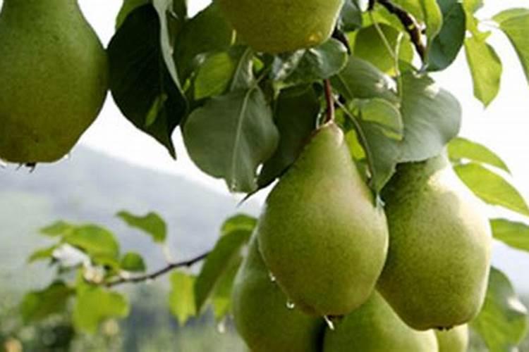 黄金梨的铁头病该用什么肥料？