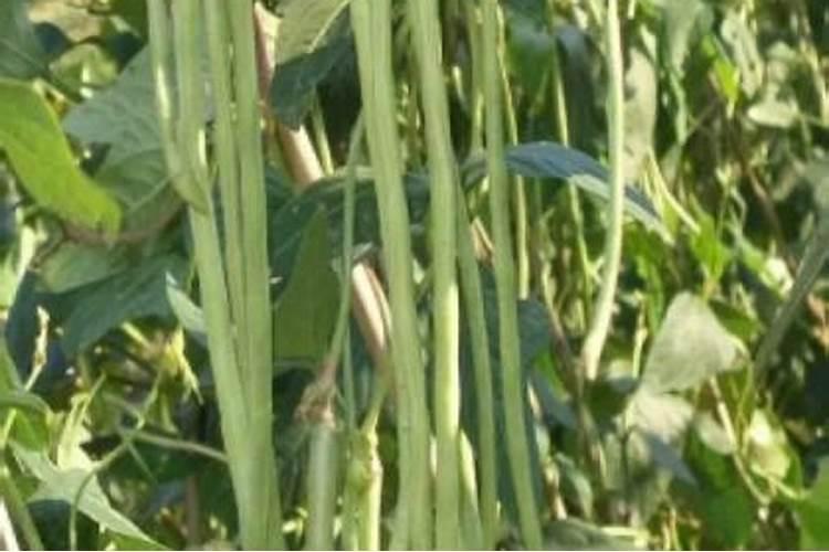 豆角冲施什么肥料好