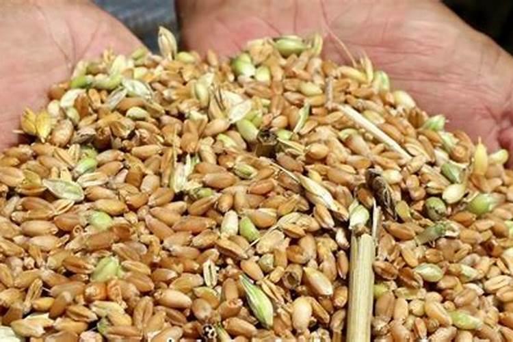 钾肥对作物有什么影响