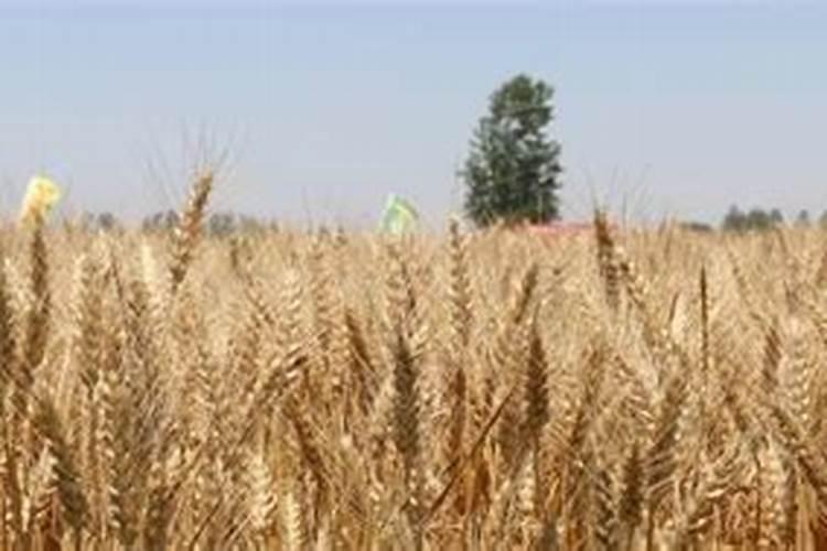 醋泡大蒜要用什么醋好？