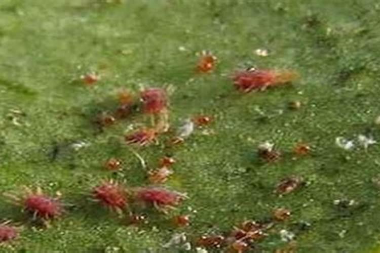 天然的磷钾肥有哪些