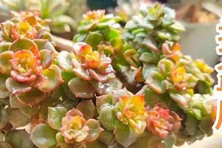 平安树换盆后多久施肥