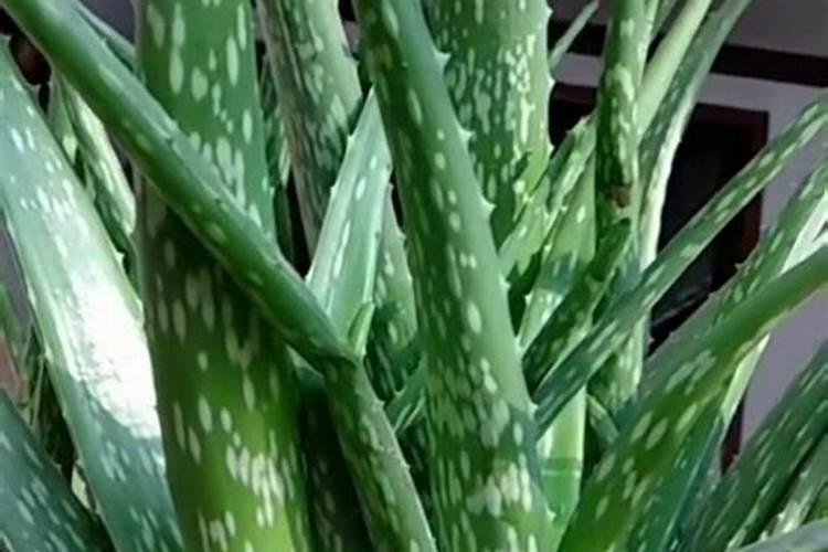芦荟怎么种植长得快
