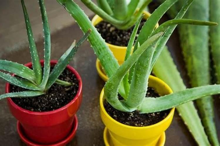 芦荟怎么养 做好这六点