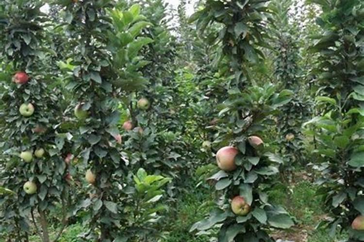 菜籽饼肥料的使用方法