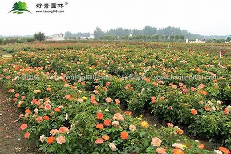 月季开花用什么肥