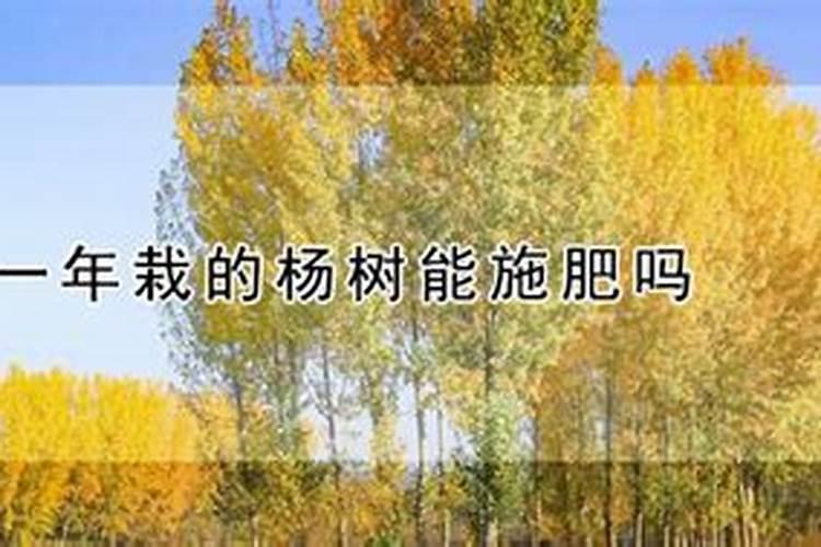 杨树用什么肥料长得快