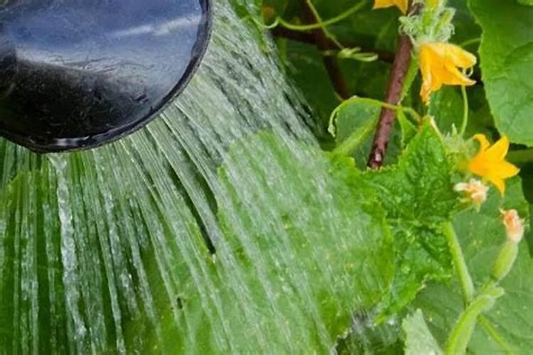 黄瓜需要用那种肥料？黄瓜什么时候用肥比较好？喷什么叶面肥结果多？