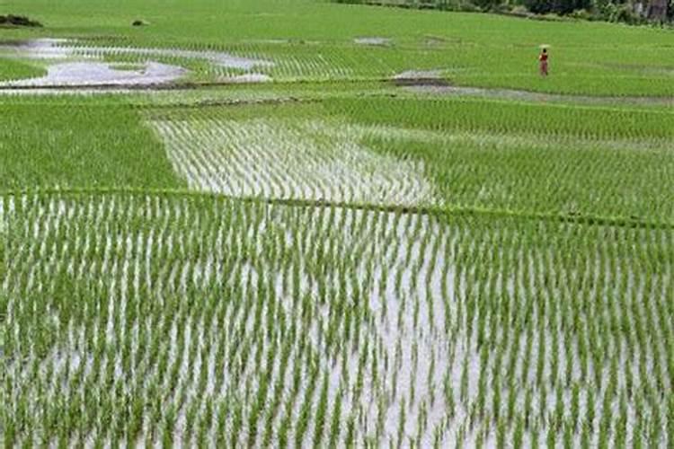 水稻一生对氮肥的要求,水稻一生需要多少个氮肥