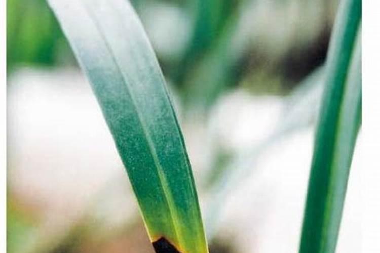 兰花叶尖经常干枯是什么原因？怎么办？