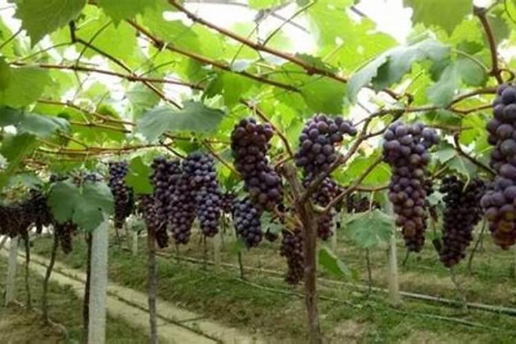 糖醇钙给葡萄上肥是什么作用