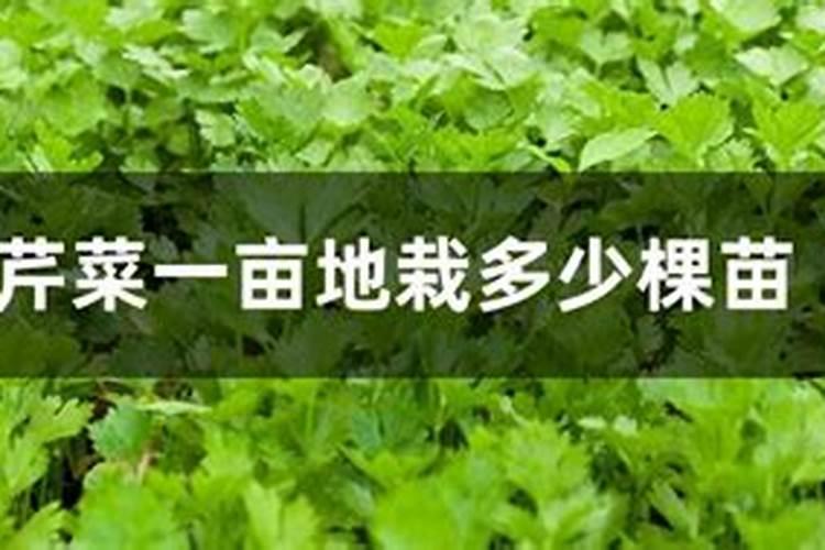 用芸苔素拌种后,小麦出苗后麦苗不长吗？