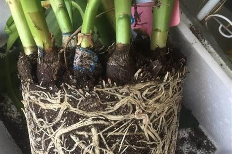 如何使用生根粉效果好？