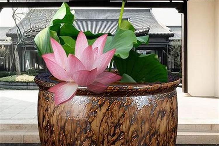 盆栽荷花如何施肥,磷钾肥为主氮肥为辅