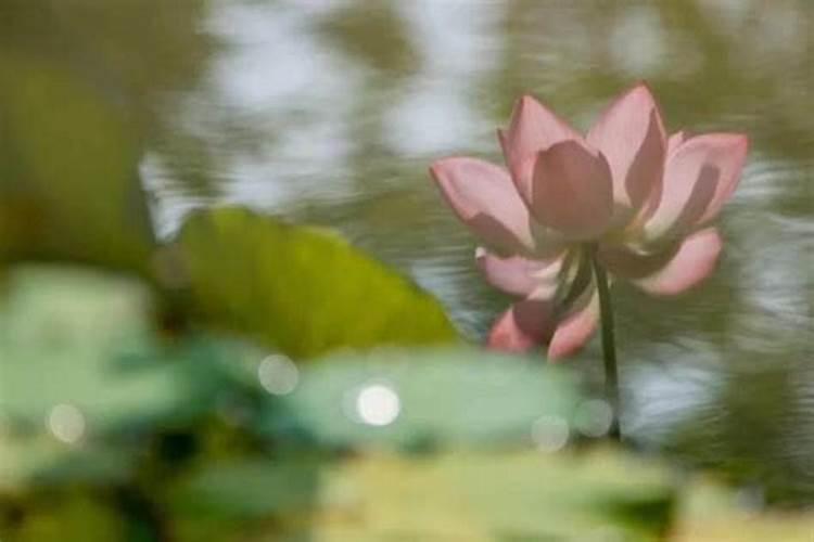 荷花需要什么肥料