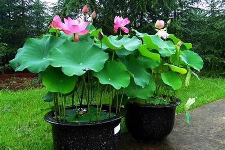 缸养荷花怎么施肥