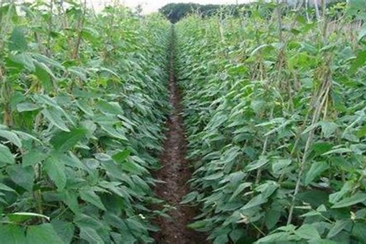 蔬菜如何施肥能高产 蔬菜的施肥方法是什么