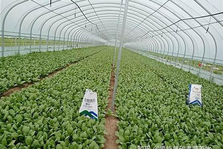 高效速溶复合肥能直接埋入土里吗