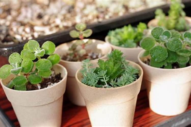 8月份苹果树如何促花施肥