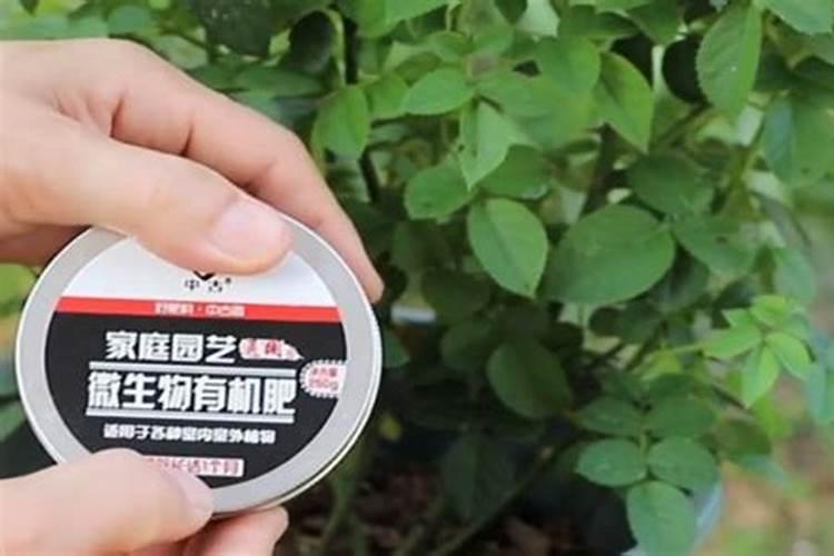 月季花施什么肥料好