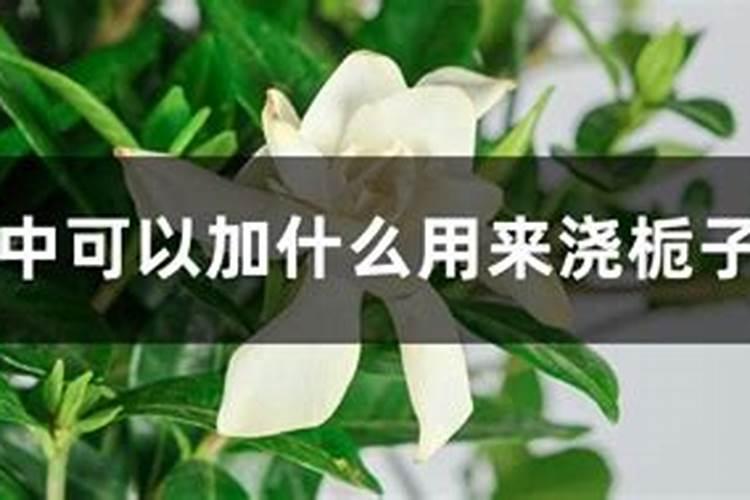 蓝目菊的施肥方法