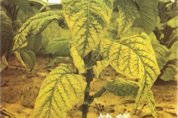 怎么种植红薯？