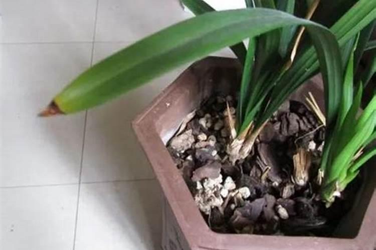 花生种植适合什么肥料？