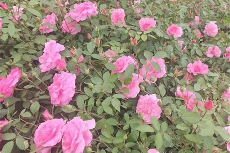 花生追肥用复合肥还是尿素用什么肥料最好