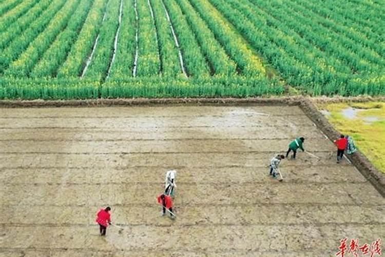 水稻苗期用什么肥