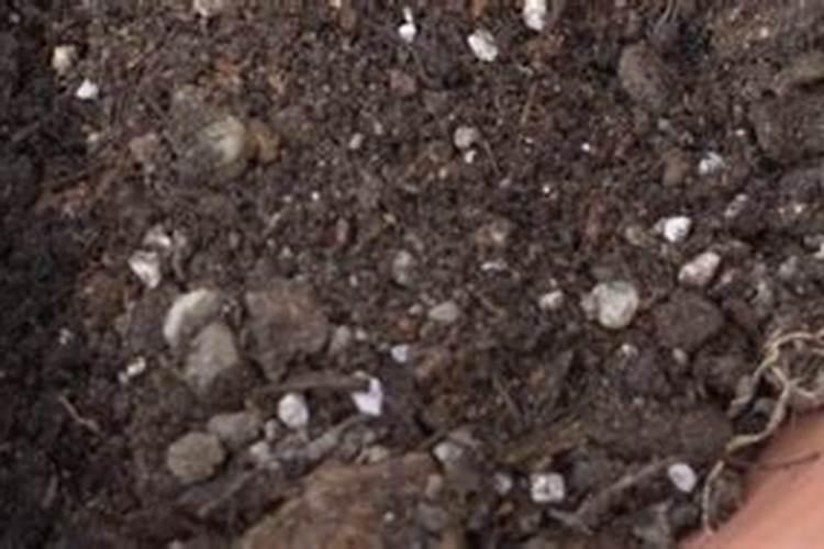 红掌需要施什么肥