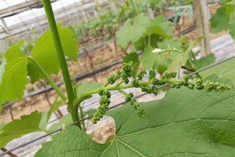 李子树专用肥料配方是多少？