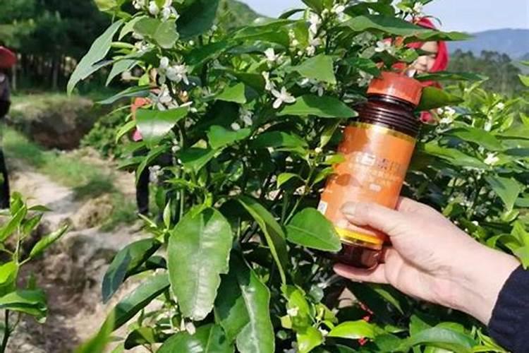 水溶肥的肥效能保持多长时间