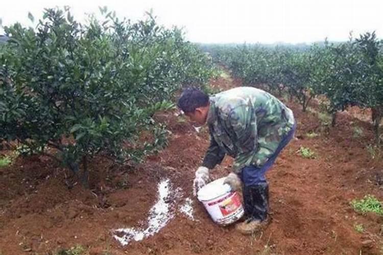 果树移植后应该施什么肥料