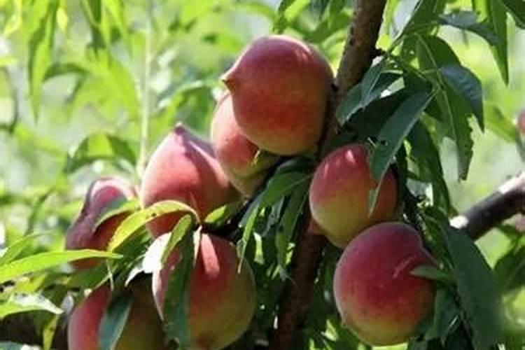 桃树的追肥方式有哪些？