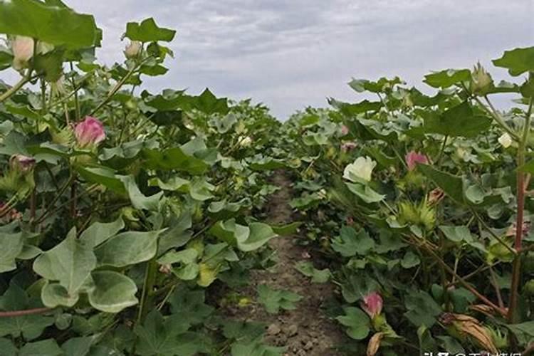 种蔬菜用什么肥料