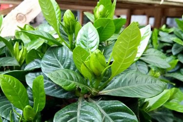 栀子花用什么肥料