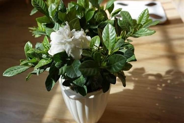 栀子花施什么肥好