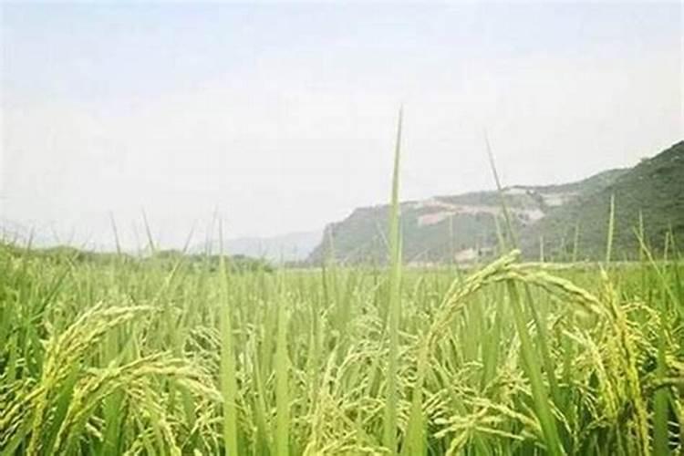 四季星是深远品牌吗