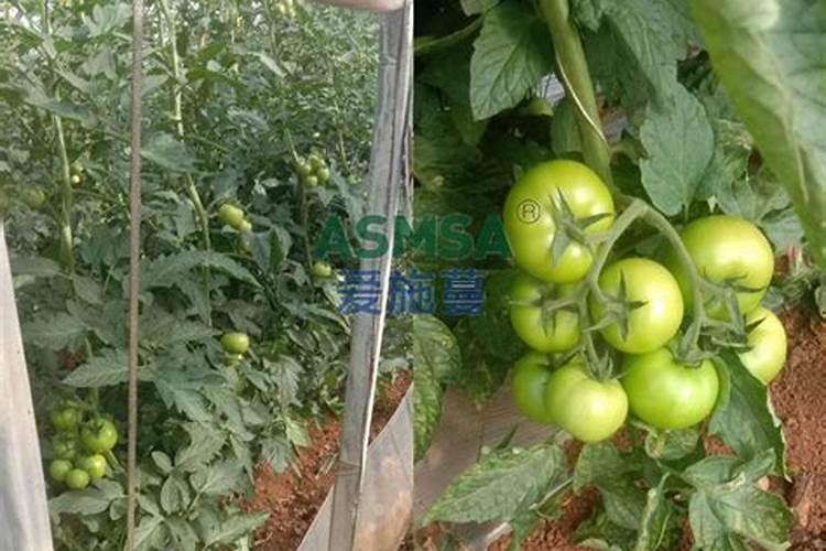 番茄追肥用什么肥料好？