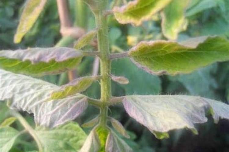 冬季大棚里的西红柿,果实上色慢,怎么解决？