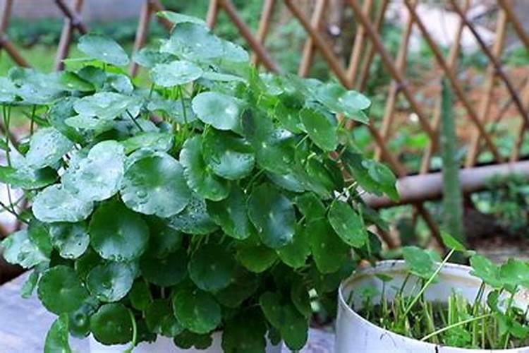 复合肥料可以用来养花吗;水培植物放几粒复合肥