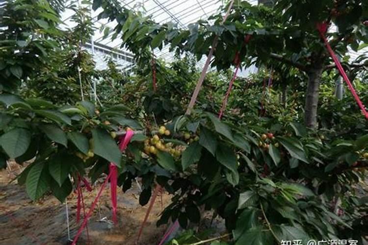 樱桃的生长过程