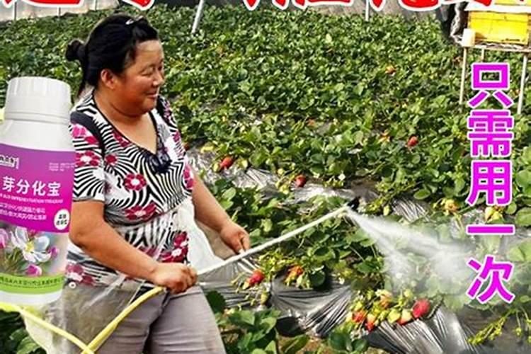 榕树盆景换盆后要浇水吗