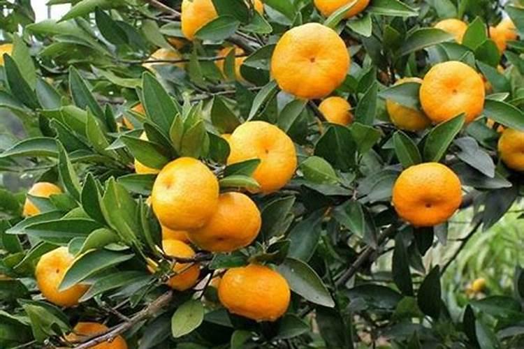 柑橘什么时候补钙