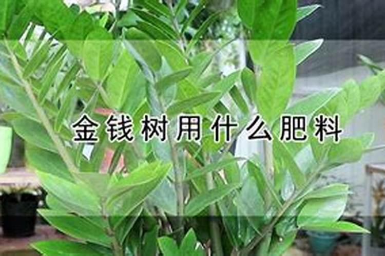 花肥里有山梨酸钾能浇花吗？