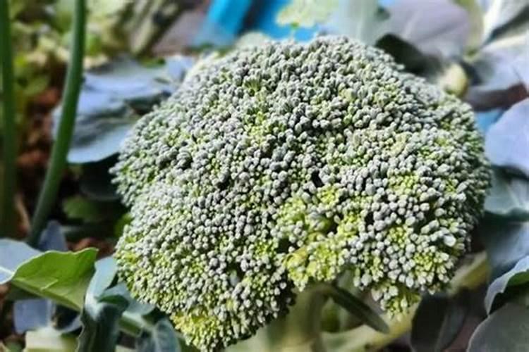 月季喷药几天后可施肥