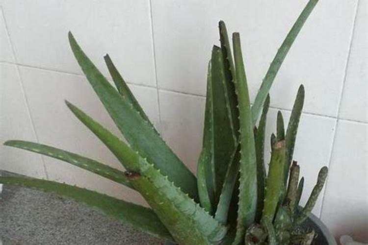 芦荟叶子干瘪发卷